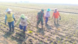 Wujudkan Program Unggulan Kasad, Babinsa Koramil 0816/12 Prambon tingkatkan ketahanan pangan