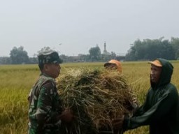 Babinsa Koramil 0816/15 Sukodono Melaksanakan Pendampingan Kepada Poktan
