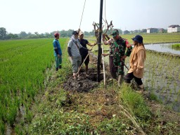 Peran Babinsa Koramil 0816/14 Taman dalam pendampingan petani mengusir hama