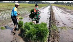 Babinsa Koramil 0816/15 Sukodono Dampingi Poktan Di Wilayah Binaan