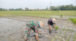 Sukseskan Swasembada Pangan, Babinsa Koramil 0816/15 Sukodono Bantu Tanam Padi