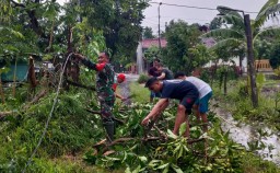 Babinsa Desa Barengkrajan Bantu Evakuasi Pohon Tumbang Pascaputing Beliung di Wilayah Krian