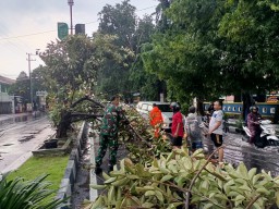 Sinergitas TNI dan Warga Atasi Dampak Pohon Tumbang di Sidoarjo, Lalu Lintas Kembali Lancar