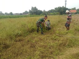 Serka Endik dan Warga Singkalan Bersinergi dalam Penanaman Jagung untuk Ketahanan Pangan