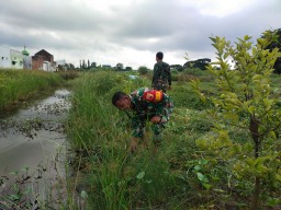 Dukung Ketahanan Pangan, Babinsa Koramil 0816/15 Sukodono Siapkan Lahan Tanam Jagung
