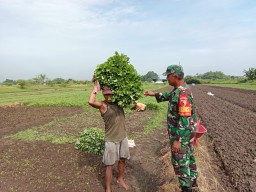 Serma Sukardi Babinsa Koramil 0816/05 Tulangan Bantu Petani Panen Sayur di desa Binaan