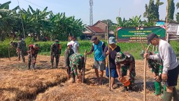 Babinsa Koramil 0816/04 Porong Sertu Suparno Dorong Ketahanan Pangan Melalui Penanaman Jagung di Desa Kesambi