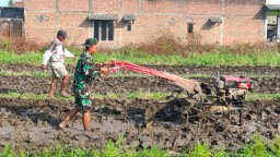 Satgas TMMD ke-120 Kodim 0816/Sidoarjo Bersinergi dengan Petani Desa Penambangan untuk Ketahanan Pangan