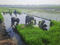 Kekompakan TNI Bersama Petani Tanam Bibit Padi untuk Ketahanan Pangan Nasional