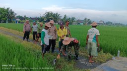 Babinsa Koramil 0816/12 Prambon Bersama Bhabinkamtibmas dan Kelompok Tani Desa Gedangrowo Gelar Aksi Pengendalian Hama Tikus