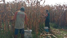 Upaya TNI Mendukung Ketahanan Pangan, Babinsa Koramil 0816/12 Prambon Panen Jagung Bersama Petani