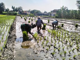 Pendampingan Babinsa Koramil 0816/01 Sidoarjo untuk mewujudkan ketahanan pangan.