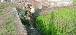 Babinsa Desa Penatarsewu Bersama Petugas PPL, POPT Dan Poktani Turun Kesawah Bantu Pengendalian Hama Tikus Sawah