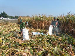 Kebersamaan TNI dan Petani: Koramil 0816/07 Krembung Dampingi Panen Jagung untuk Ketahanan Pangan