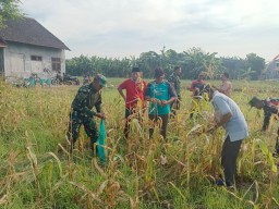 Koramil 0816/01 Sidoarjo panen perdana jagung di Kelurahan Urang agung Sidoarjo.