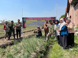 Semangat Kebersamaan dan Gotong Royong Warnai Panen Raya Bawang Merah di Terung Wetan