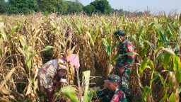 Sinergi Babinsa Ramil 0816/05 Tulangan dan Petani Desa Kemantren, Panen Jagung untuk Ketahanan Pangan