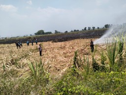 Babinsa Koramil 0816/05 Tulangan Bersama Polsek dan Warga Gotong Royong Padamkan Kebakaran Lahan Tebu di Wilayah Teritorial