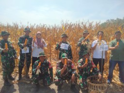 Kolaborasi untuk Ketahanan Pangan, Panen Raya Jagung Koramil 0816/02 Candi Bersama Petani Desa Sugihwaras