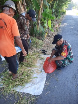 Babinsa Koramil 0816/12 Prambon Dampingi Petani di Desa Bendotretek, Dukung Ketahanan Pangan Lewat Ubinan Padi