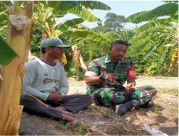 Pendampingan Ketahanan Pangan Babinsa Koramil 0816/06 Tanggulangin Bersama Gapoktan Mardimulyo Desa Boro, Dukung Produktivitas Pertanian di Sidoarjo