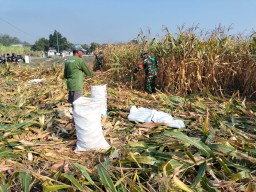 Semangat Gotong Royong Babinsa Koramil 0816/07 Krembung bersama Petani Desa Cangkrung dalam Menyukseskan Panen Jagung