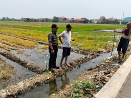 Danramil 0816-15/Sukodono Bersama Gapoktan Tani Mulyo Tinjau Lahan Persiapan Tanam Padi di Desa Pekarungan