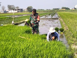 Dukung Ketahanan Pangan, Babinsa Koramil 0816-01/Kota Dampingi Petani Tanam Padi di Sekardangan Sidoarjo
