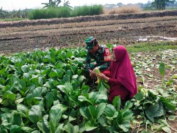 Bersama Petani, Babinsa 0816/15 Sukodono Pastikan Panen Sawi Maksimal untuk Ketahanan Pangan Lokal