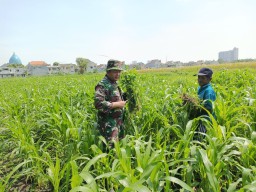 Babinsa Koramil 0816/14 Taman Dampingi Petani Jagung di Desa Sepanjang, Pastikan Tanaman Tumbuh Optimal untuk Ketahanan Pangan