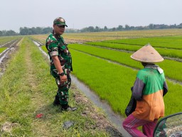 Babinsa Koramil 15/Sukodono Dampingi Petani Pemupukan Benih Padi di Sambungrejo, Dorong Ketahanan Pangan dan Produktivitas Pertanian