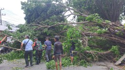 Kolaborasi Tangguh, Babinsa Koramil 0816/10 Balongbendo dan Tim Gabungan Evakuasi Pohon Tumbang di Balongbendo