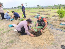 Babinsa Koramil 0816/14 Taman Dorong Ketahanan Pangan Melalui Penanaman Pisang Cavendish