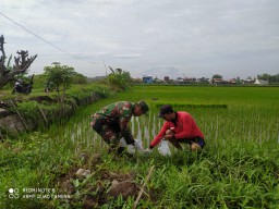 Babinsa Koramil 0816/17 Gedangan Desa Ganting Bersama PPL dan Petani Bergotong Royong Kendalikan Hama Tikus