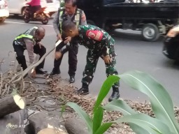 Babinsa Koramil 0816/03 Buduran bersama Bhabinkamtibmas evakuasi pohon tumbang