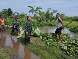 Danramil 0816/07 Krembung Pimpin Karya Bakti Bersihkan Enceng Gondok, Wujudkan Lingkungan Bebas Banjir