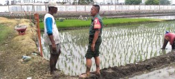 Babinsa Koramil 0816/06 Serka Catur Wahyu Dukung Petani Desa Boro Tingkatkan Ketahanan Pangan