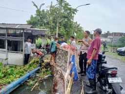 Tiga pilar kelurahan Gebang Sidoarjo dan warga bersihkan sungai Gebang.