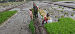Babinsa Koramil 0816/13 Wonoayu Dampingi Petani Siapkan Benih Padi untuk Program Ketahanan Pangan di Desa Plaosan