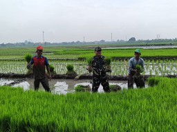 Sertu Guntur Babinsa 0816/17 Gedangan Dampingi Petani Desa Punggul