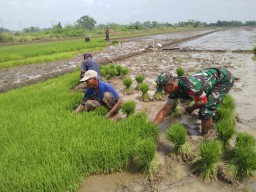 Mendukung Swasembada Pangan, Babinsa Koramil 0816/11 Tarik, Dampingi Poktan