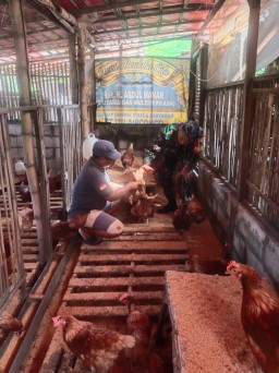 Babinsa Suko Koramil 0816/01 Sidoarjo pendampingan peternak ayam petelur.
