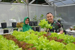 Panen Sayur Hidroponik Kodim 0816/Sidoarjo: Dukung Ketahanan Pangan