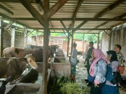 Babinsa Desa Becirongengor Dampingi Dinas Pertanian dan Peternakan Kabupaten Sidoarjo dalam Pengecekan PMK