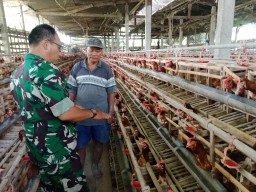 Babinsa Koramil 0816/10 Balongbendo Dukung Peternak Ayam Petelur untuk Ketahanan Pangan