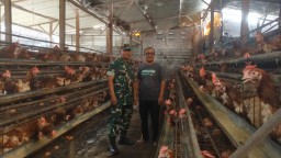 Babinsa Koramil 0816/07 Krembung Jalin Komsos dengan Peternak Ayam Petelur di Desa Wangkal