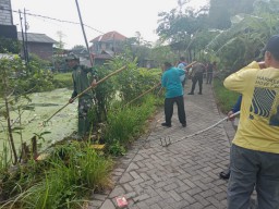 Gotong Royong Bersama Forkopimka Tulangan Pembersihan Saluran Sungai Gedangrowo Tulangan