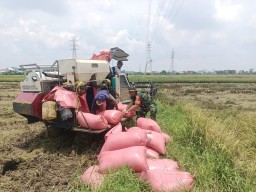 Babinsa Koramil 0816/14 Taman Dampingi Panen Padi Petani Bohar, Dorong Peningkatan Ketahanan Pangan di Sidoarjo