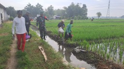 Danramil 0816/10 Balongbendo Bersama Petani Gagangkepuhsari Lakukan Pengendalian Hama Tikus untuk Lindungi Hasil Pertanian