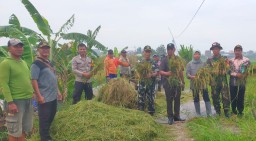 Danramil 0816-17/Gedangan Dampingi Panen Raya di Desa Ganting, Dorong Kemandirian Petani dengan Harga yang Menguntungkan